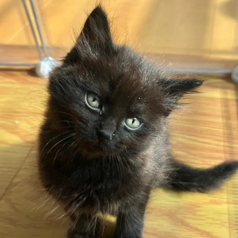 A baby small-sized male Black Domestic Medium Hair cat named Onyx for adoption in Sunnyvale, CA