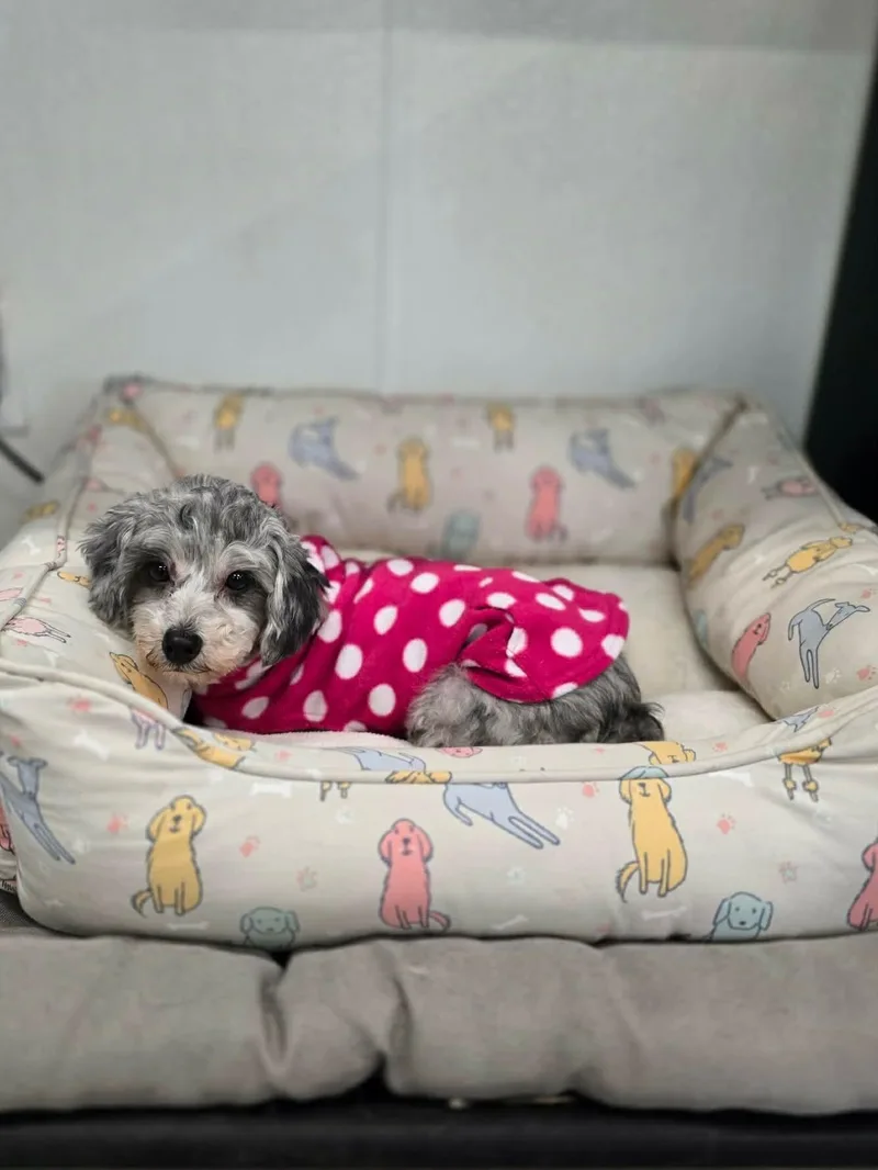 An adult small-sized female Gray / Blue / Silver Havanese dog named Gracie for adoption in Brunswick, ME