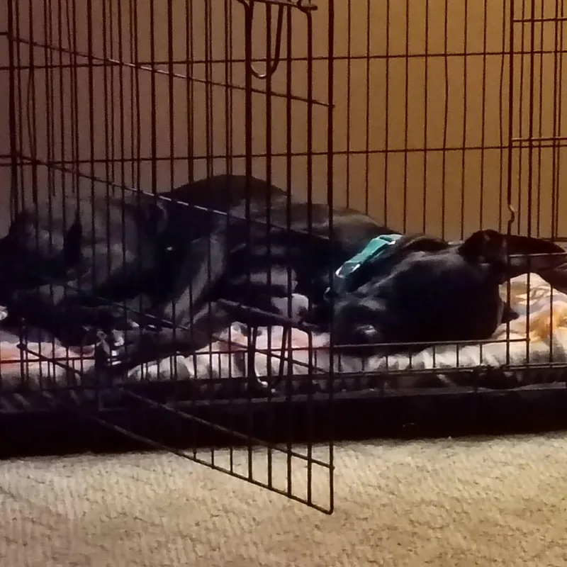 An adult large-sized female Great Dane dog named Coco D for adoption in Princeton, MN