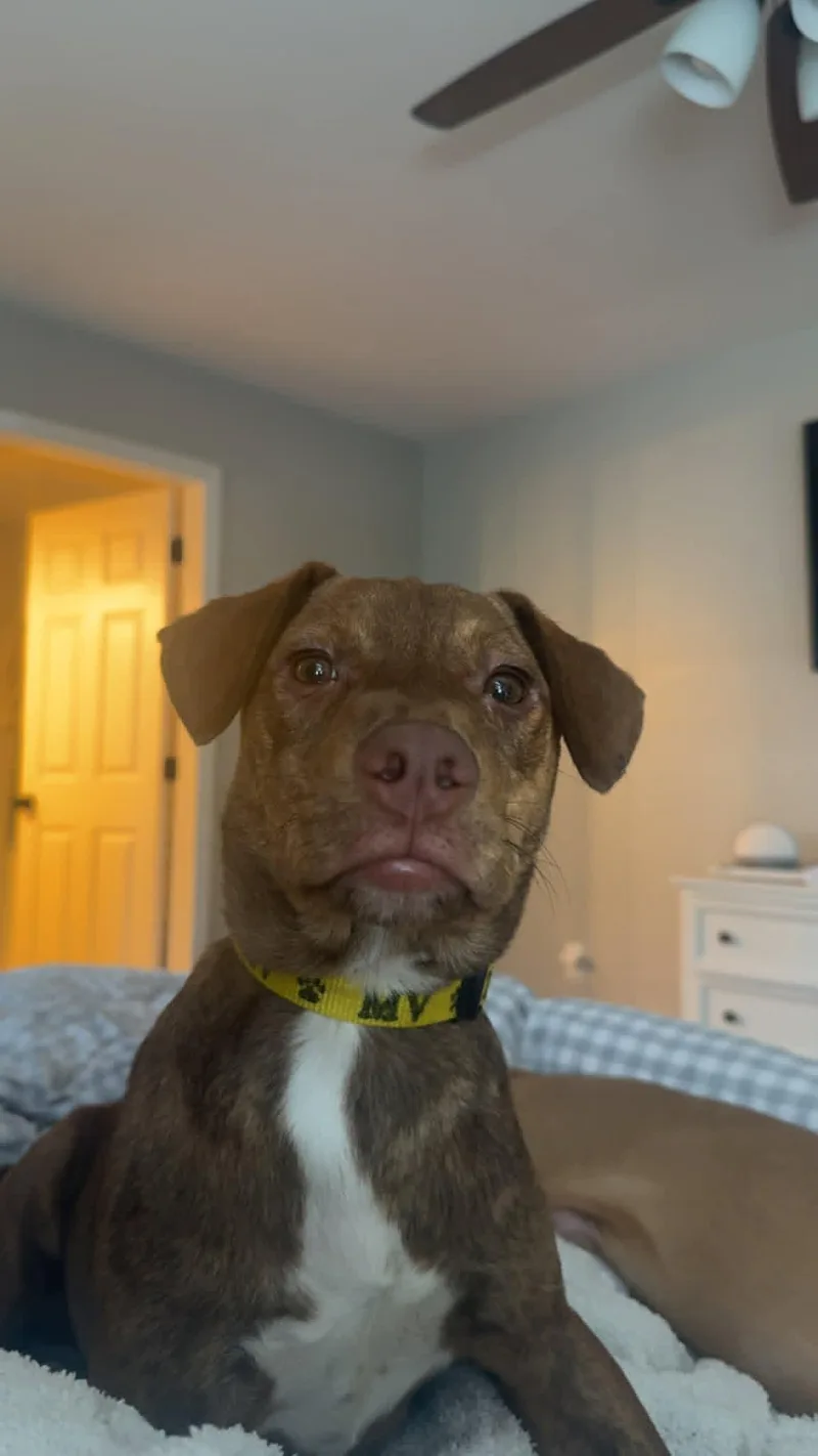 A young medium-sized male Mixed Breed dog named Arty for adoption in Shelburne, VT