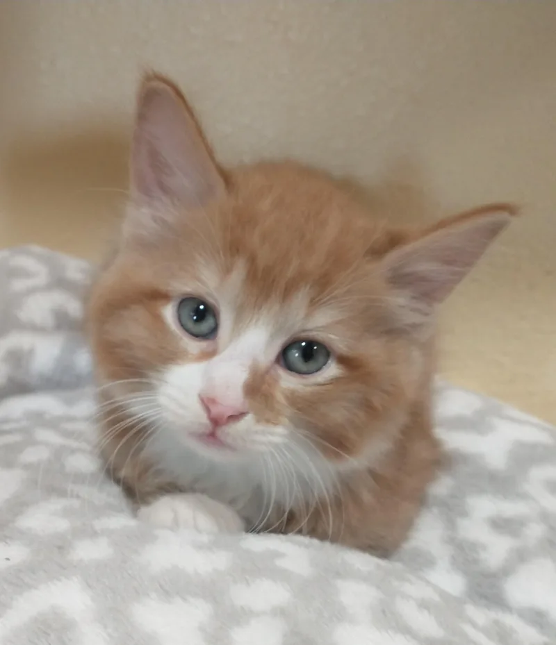 A baby medium-sized male Orange & White Domestic Medium Hair cat named Duwayne for adoption in Tomah, WI