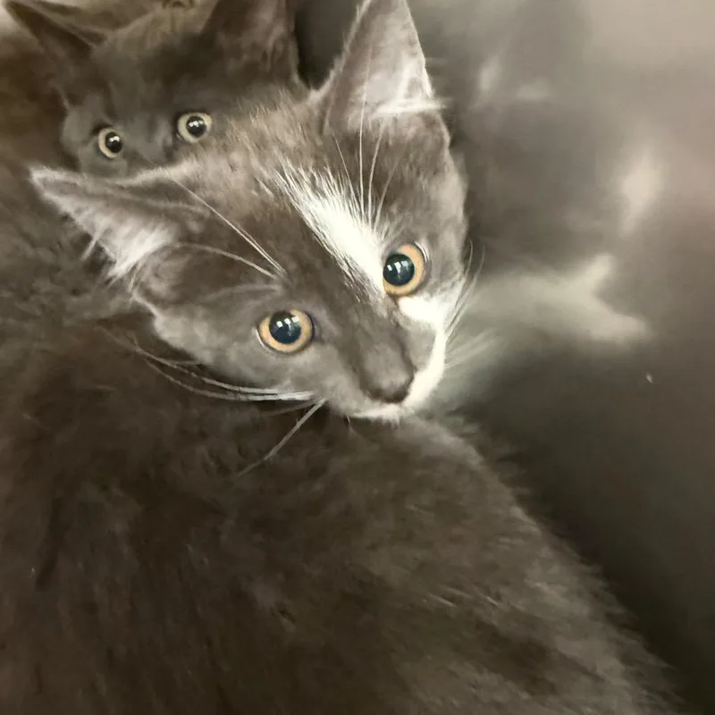 A baby small-sized female Gray / Blue / Silver Domestic Short Hair cat named Captain for adoption in Lake Panasoffkee, FL