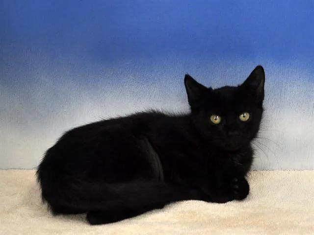 A baby small-sized female Domestic Short Hair cat named Hershey for adoption in Naples, FL