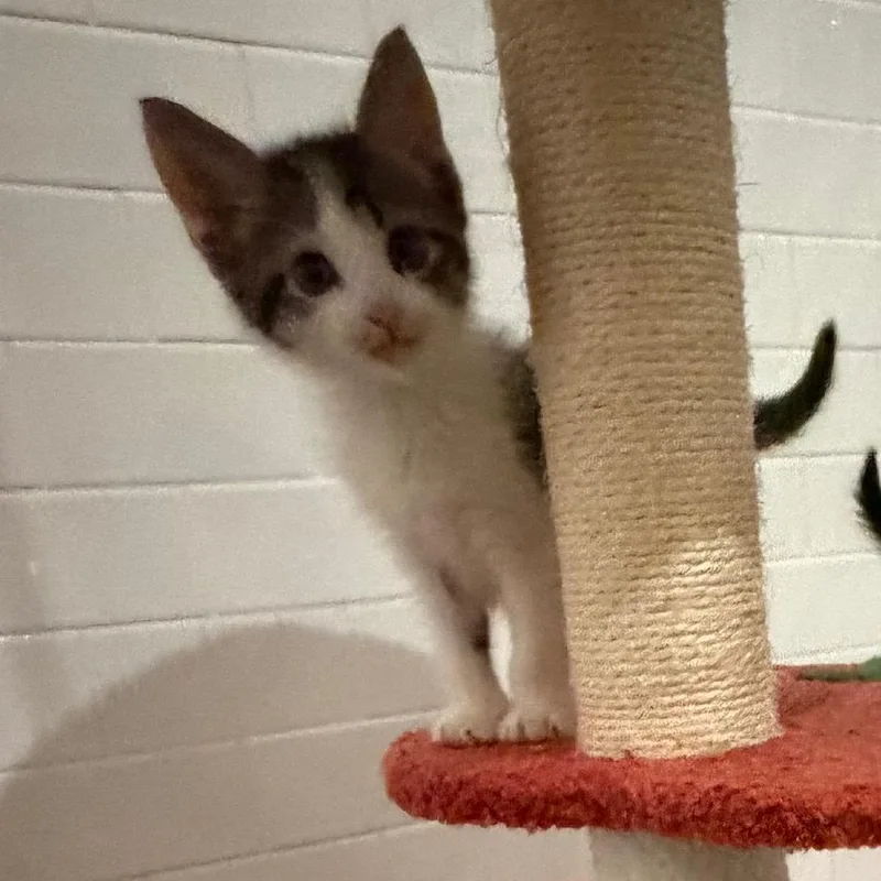 A baby small-sized male White Domestic Short Hair cat named Famous Amos for adoption in Juno Beach, FL