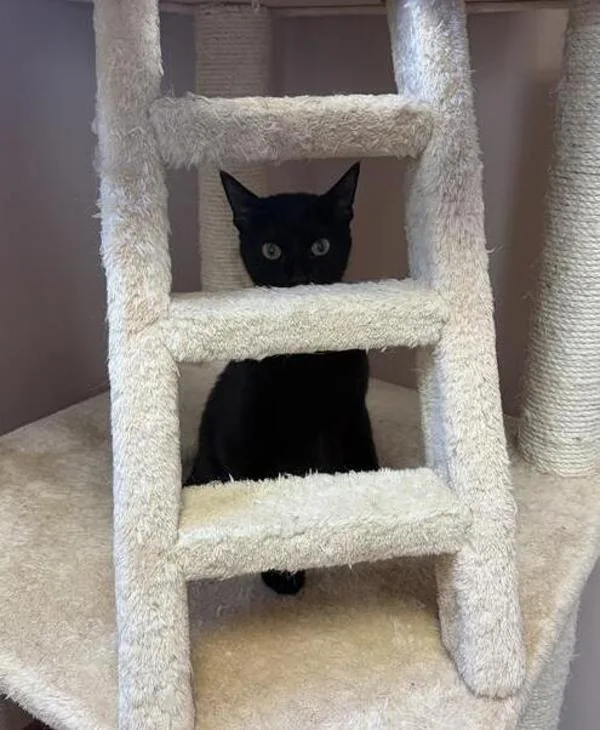 A young medium-sized female Domestic Short Hair cat named Rosa for adoption in Great Falls, MT