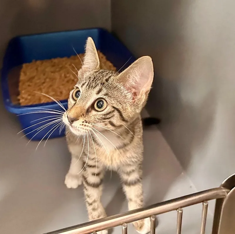 A baby medium-sized male Tabby (Brown / Chocolate) Domestic Short Hair cat named Jasper for adoption in Wantagh, NY