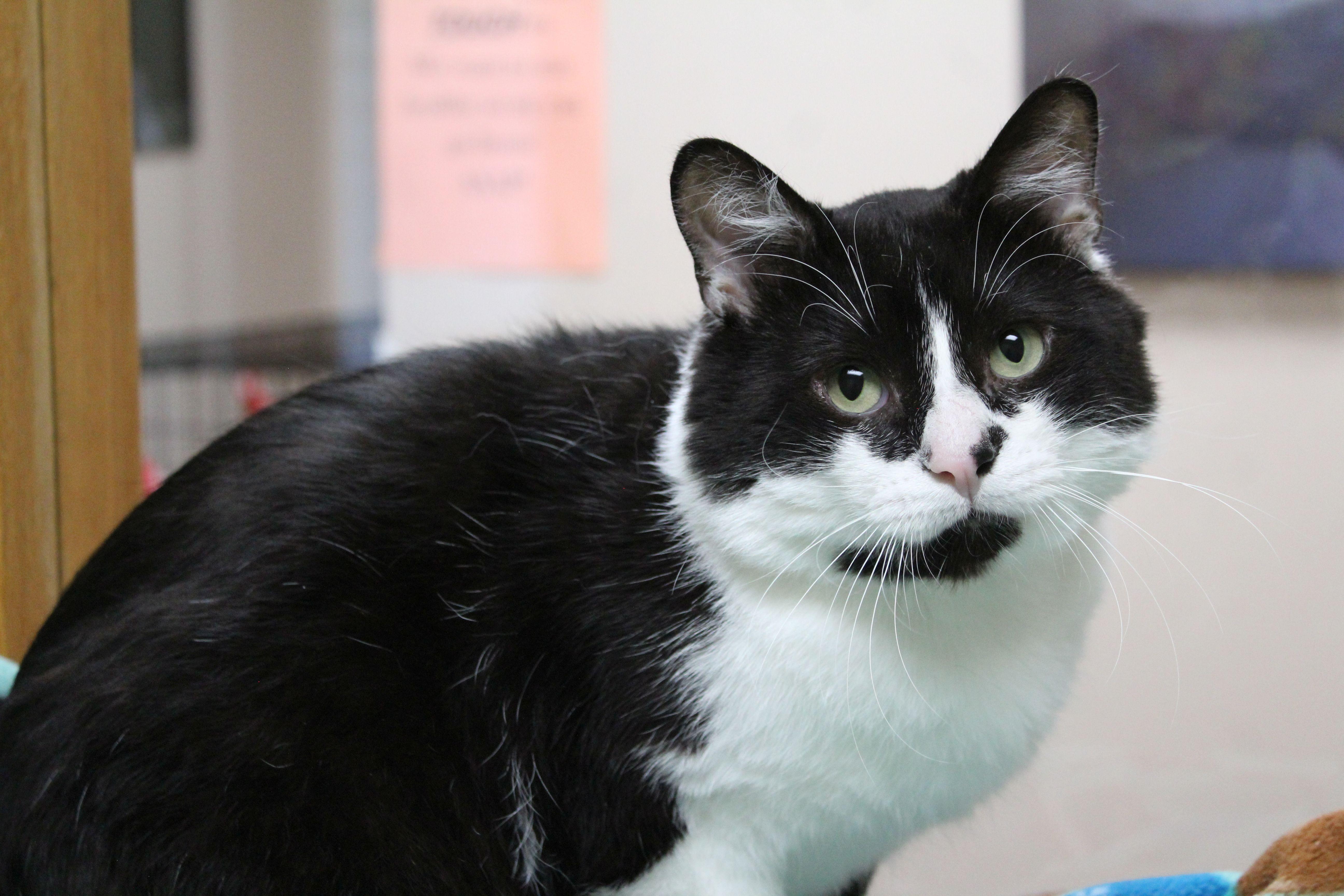 An adult medium-sized male Domestic Short Hair cat named Bubba for adoption in Portage, WI