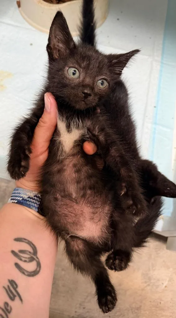 Juniper