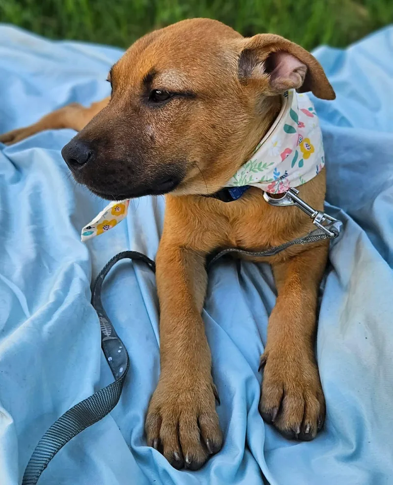 A baby medium-sized male Mixed Breed dog named Rani for adoption in Northwood, NH