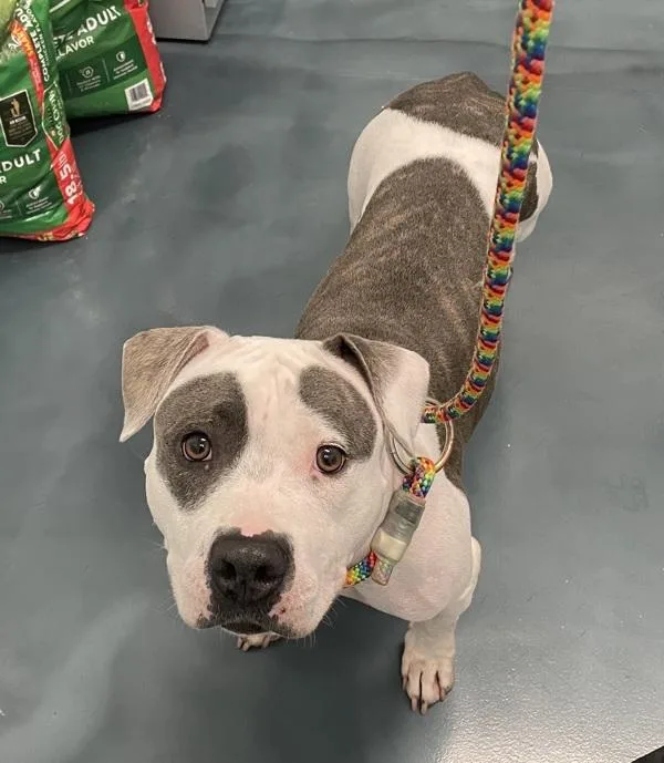 An adult medium-sized female Mixed Breed dog named Whisper for adoption in Ridgewood, NY