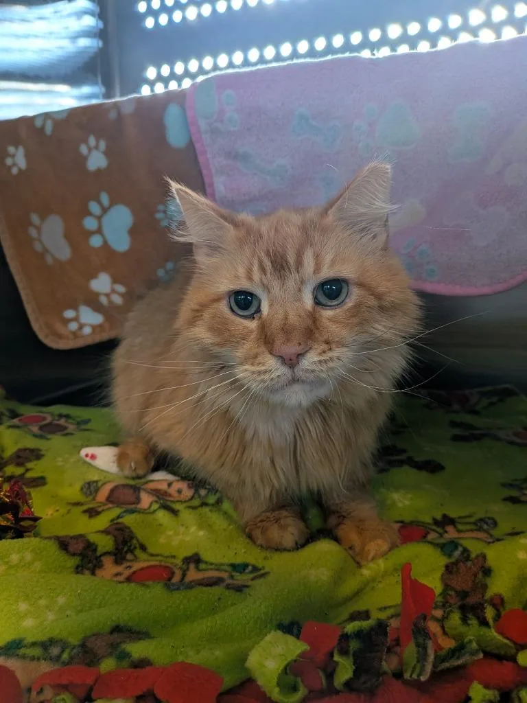 Freckles thumbnail 2