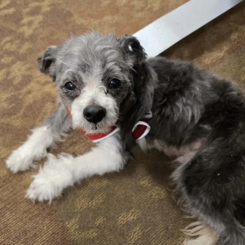 An adult small-sized male Gray / Blue / Silver Shih Tzu dog named Rocko for adoption in Normal, IL