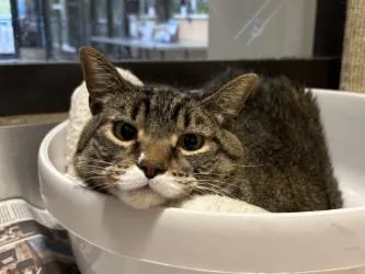 An adult small-sized female Domestic Short Hair cat named Eva for adoption in Golden Valley, MN