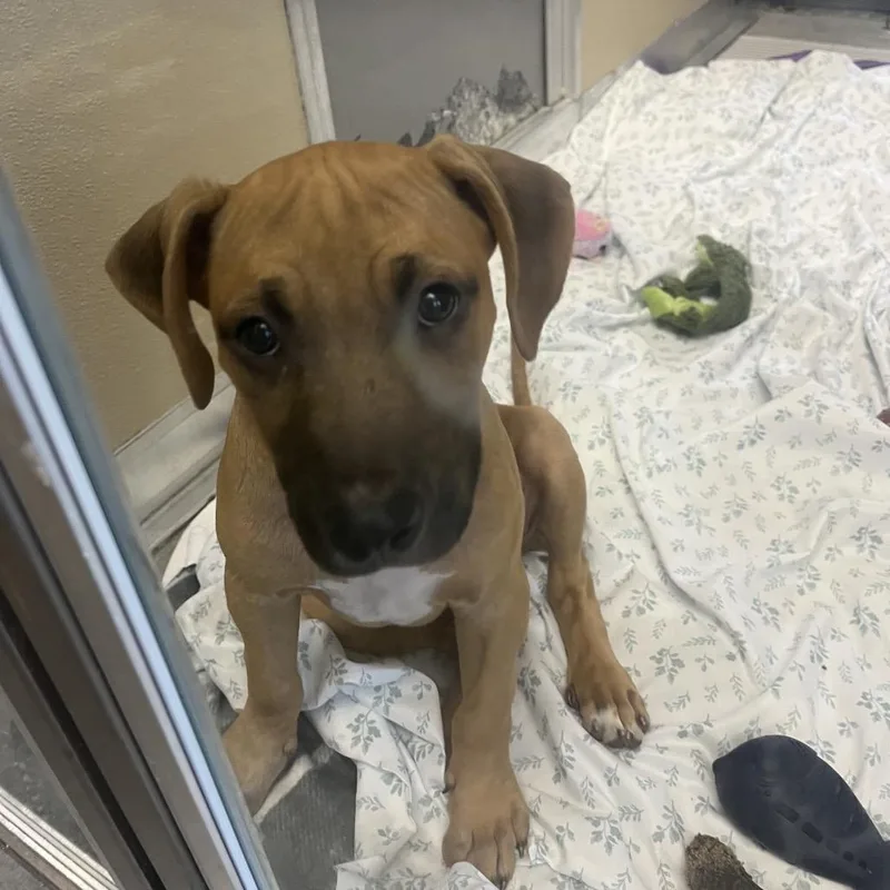 A baby small-sized male Yellow / Tan / Blond / Fawn Shepherd dog named Bernie for adoption in Newark, DE