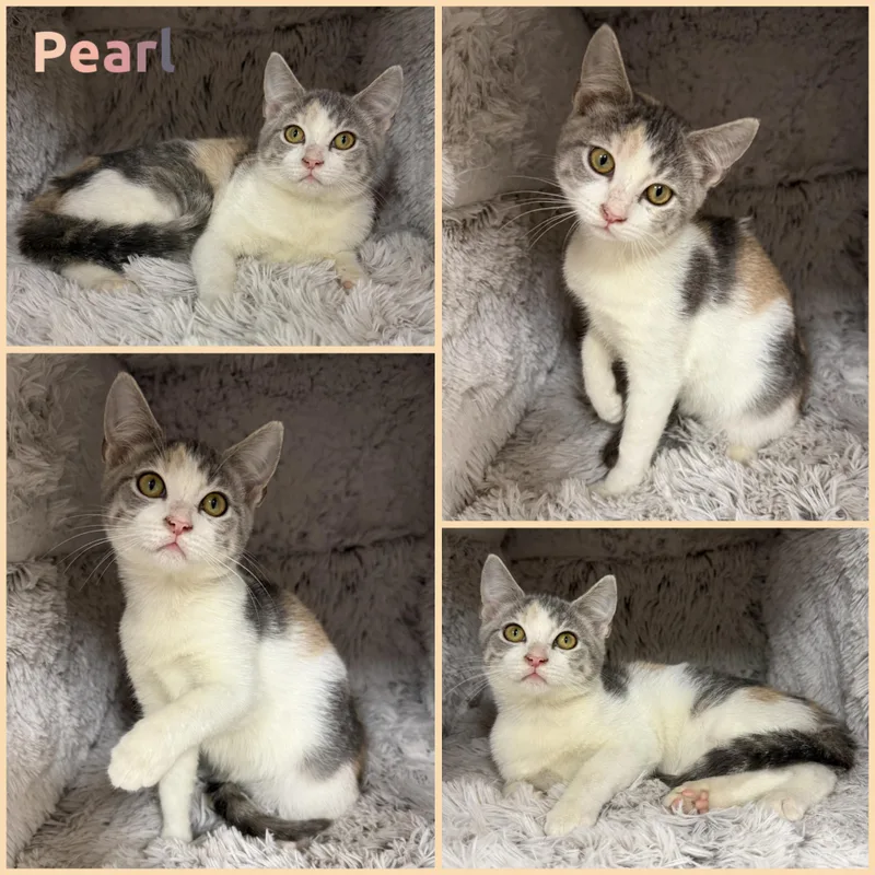 Pearl