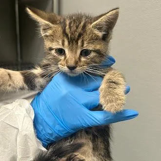 A baby small-sized male Domestic Short Hair cat named Milo for adoption in Las Vegas, NV