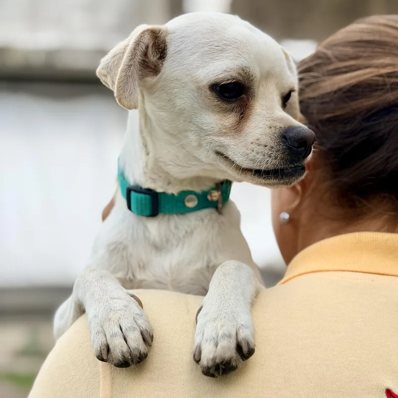 A young small-sized male Puggle dog named Oogie for adoption in Manvel, TX