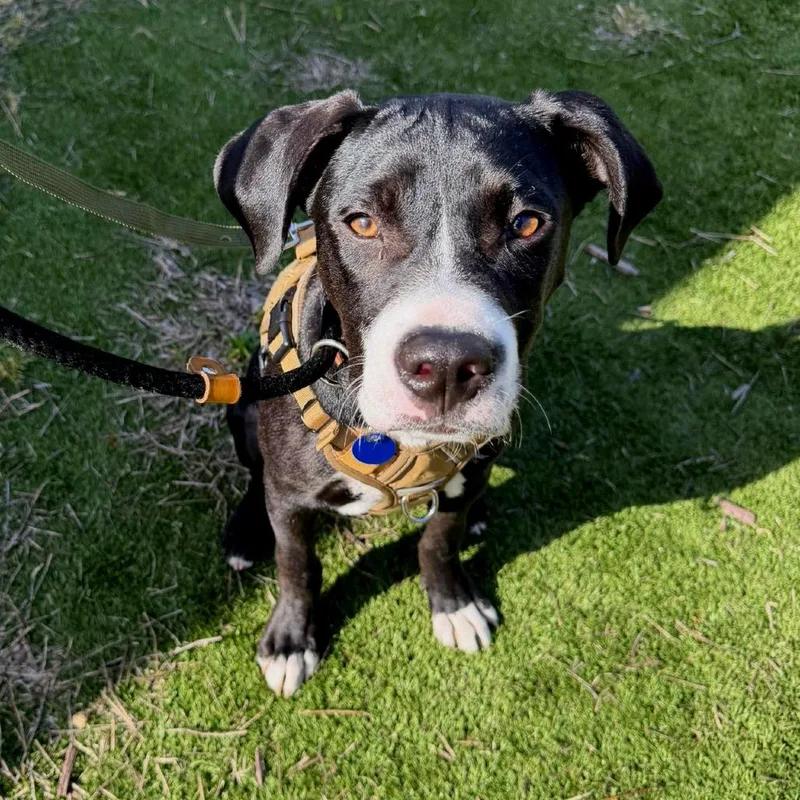 A baby large-sized male Black American Staffordshire Terrier dog named Gator for adoption in Tampa, FL