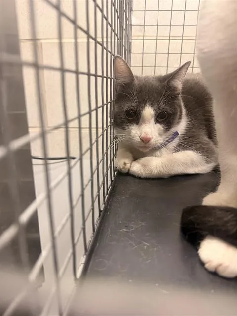 An adult medium-sized female Domestic Short Hair cat named Bella for adoption in Dallas, TX