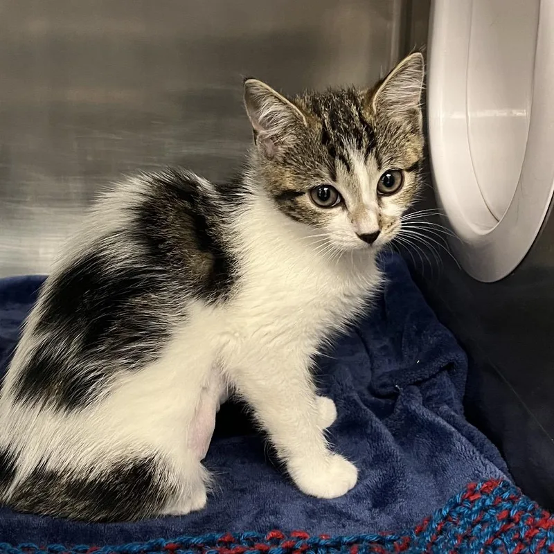 A baby small-sized female Brown / Chocolate Domestic Short Hair cat named Sabrina Spookins for adoption in West Palm Beach, FL