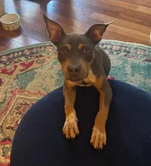 A baby large-sized male Doberman Pinscher dog named Cowboy for adoption in Little Rock, AR