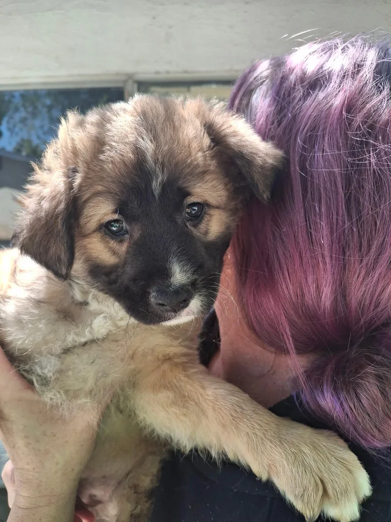 A baby medium-sized male Sable Cocker Spaniel dog named Cosmo~ for adoption in Encino, CA