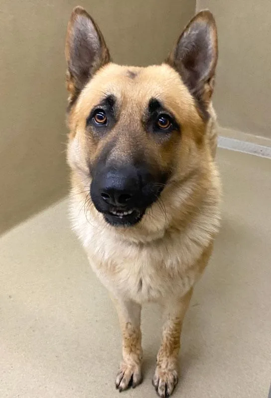 An adult large-sized male Black German Shepherd Dog dog named Damian for adoption in Monroe, GA