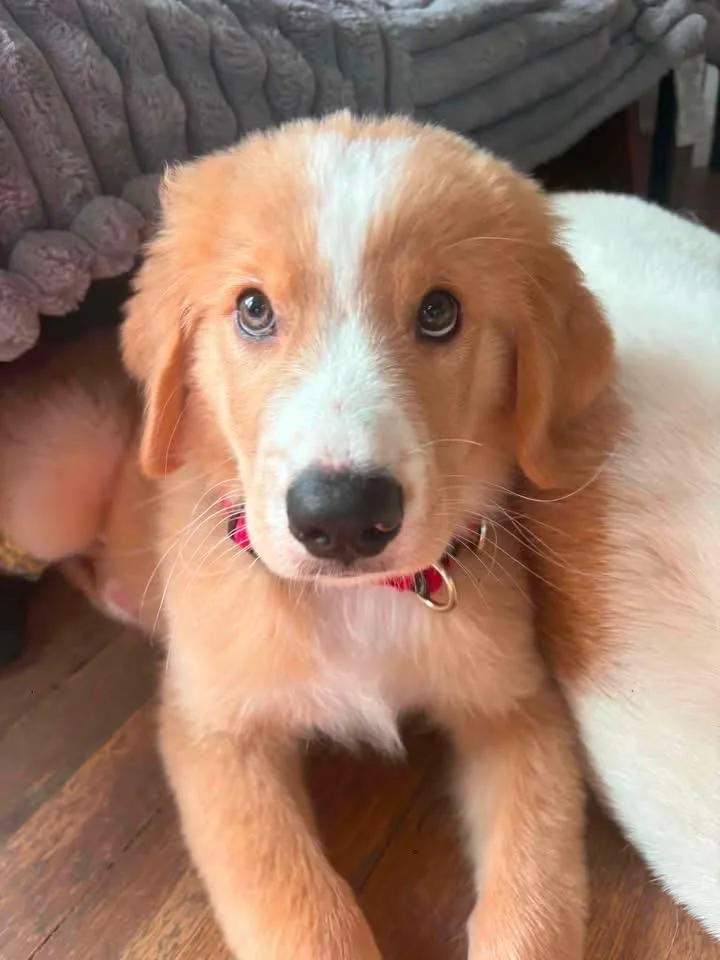 A baby large-sized male Golden Retriever dog named Hiccup for adoption in Princeton, MA