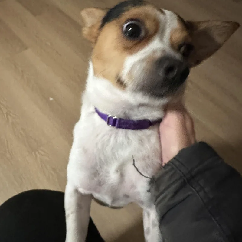 An adult small-sized male Tricolor (Brown, Black, & White) Australian Cattle Dog / Blue Heeler named Man Man for adoption in Sheridan, OR