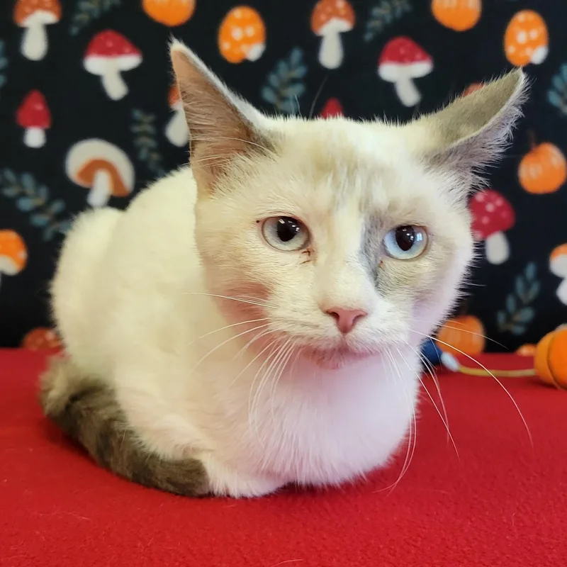 A young medium-sized female Cream / Ivory Snowshoe cat named Blossom for adoption in ALPINE, TX