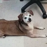 An adult small-sized male Brown / Chocolate Chihuahua dog named Curly for adoption in Portsmouth, OH
