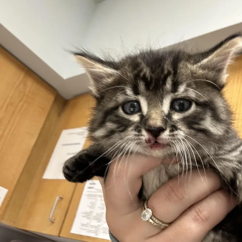 A baby small-sized male Gray / Blue / Silver Domestic Long Hair cat named Gonzo for adoption in Durango, CO