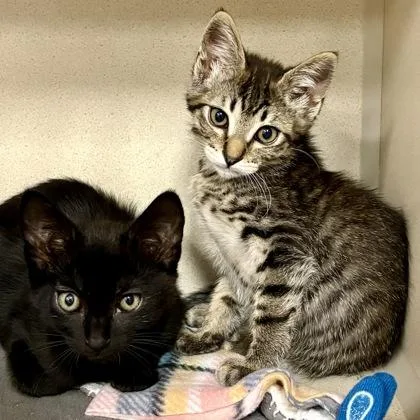 A baby small-sized male Domestic Short Hair cat named Horsetail Falls for adoption in Sacramento, CA