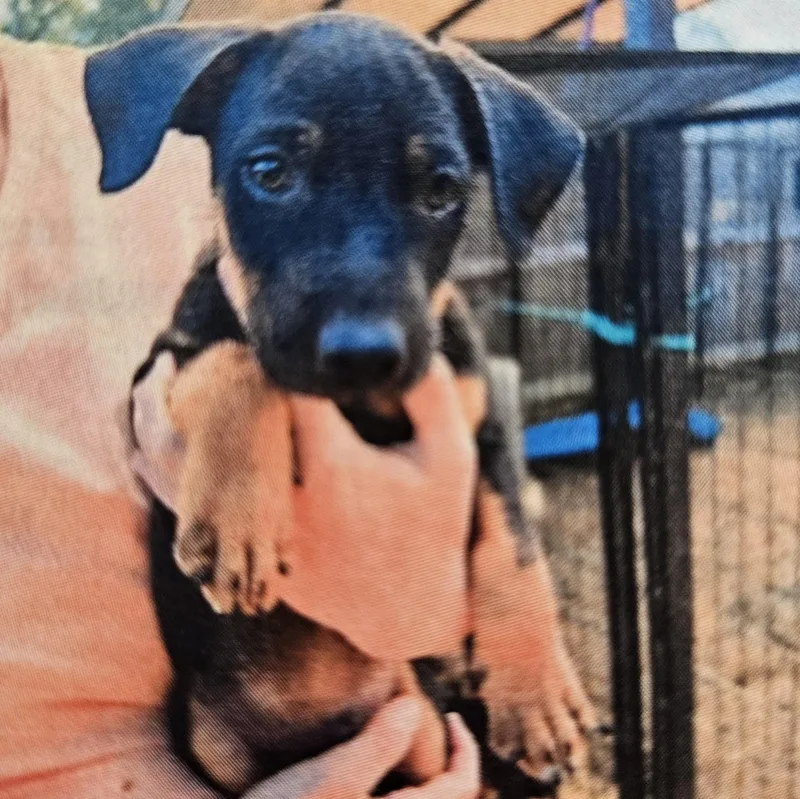 A baby large-sized male Black Mouth Cur dog named Gryffin for adoption in Kalamazoo, MI