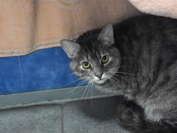 A young small-sized female Domestic Short Hair cat named Lucy for adoption in Loveland, CO