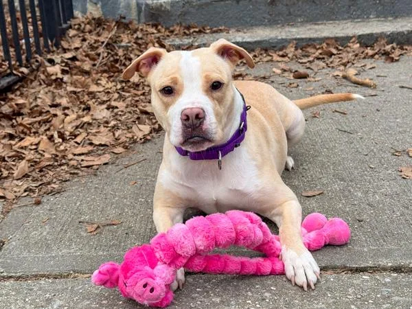 A young medium-sized female Mixed Breed dog named Panna Cotta for adoption in New York, NY