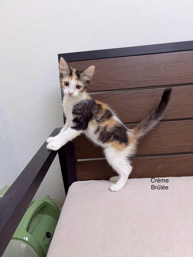 A young small-sized female Domestic Short Hair cat named Creme Brulee for adoption in Port Lavaca, TX