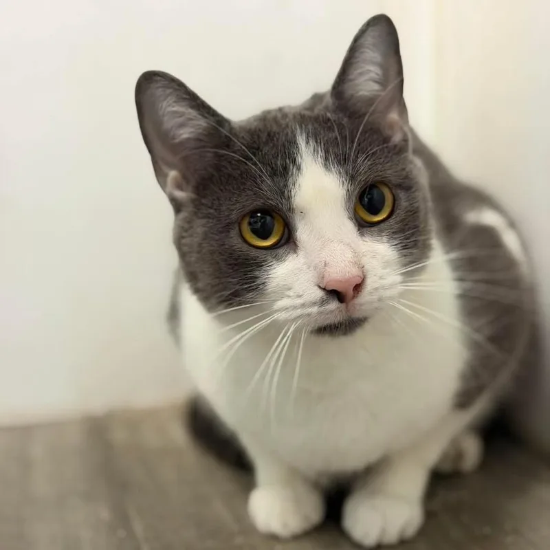 An adult medium-sized male Gray / Blue / Silver Domestic Short Hair cat named Smokey Bear for adoption in Brownsboro, AL