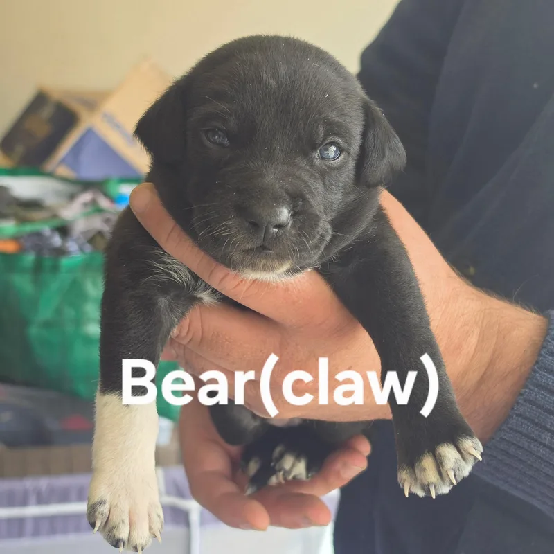 A baby medium-sized male Border Collie dog named Bear Claw for adoption in Brentwood, CA