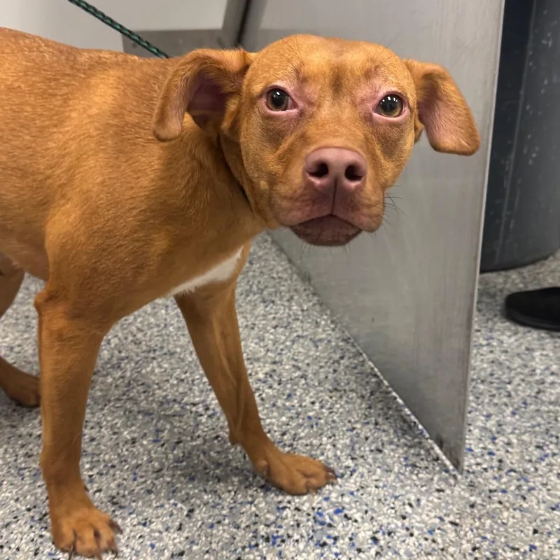 A young medium-sized female Red / Chestnut / Orange Mixed Breed dog named Paige for adoption in Greenville, SC