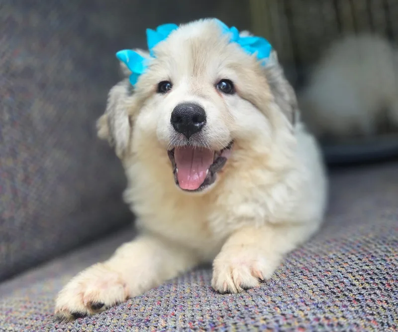 A baby large-sized female Great Pyrenees dog named Pearl for adoption in Gilbert, SC