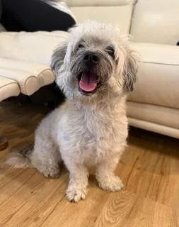 An adult small-sized male Maltipoo dog named Dodo for adoption in Miami, FL