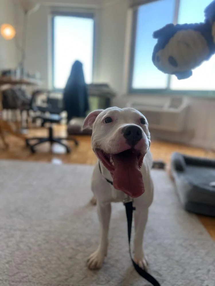 A baby medium-sized female White / Cream Mixed Breed dog named Lena for adoption in New York, NY