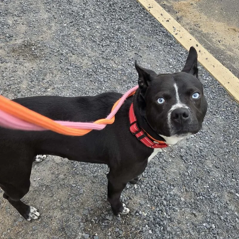 An adult medium-sized female Black Mixed Breed dog named Baila for adoption in Ballston Spa, NY
