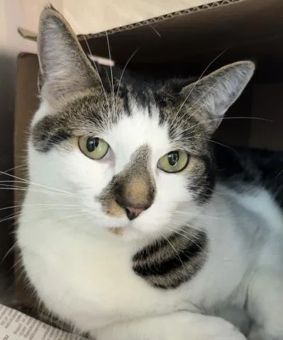 An adult medium-sized male Domestic Short Hair cat named Charlie for adoption in Los Angeles, CA