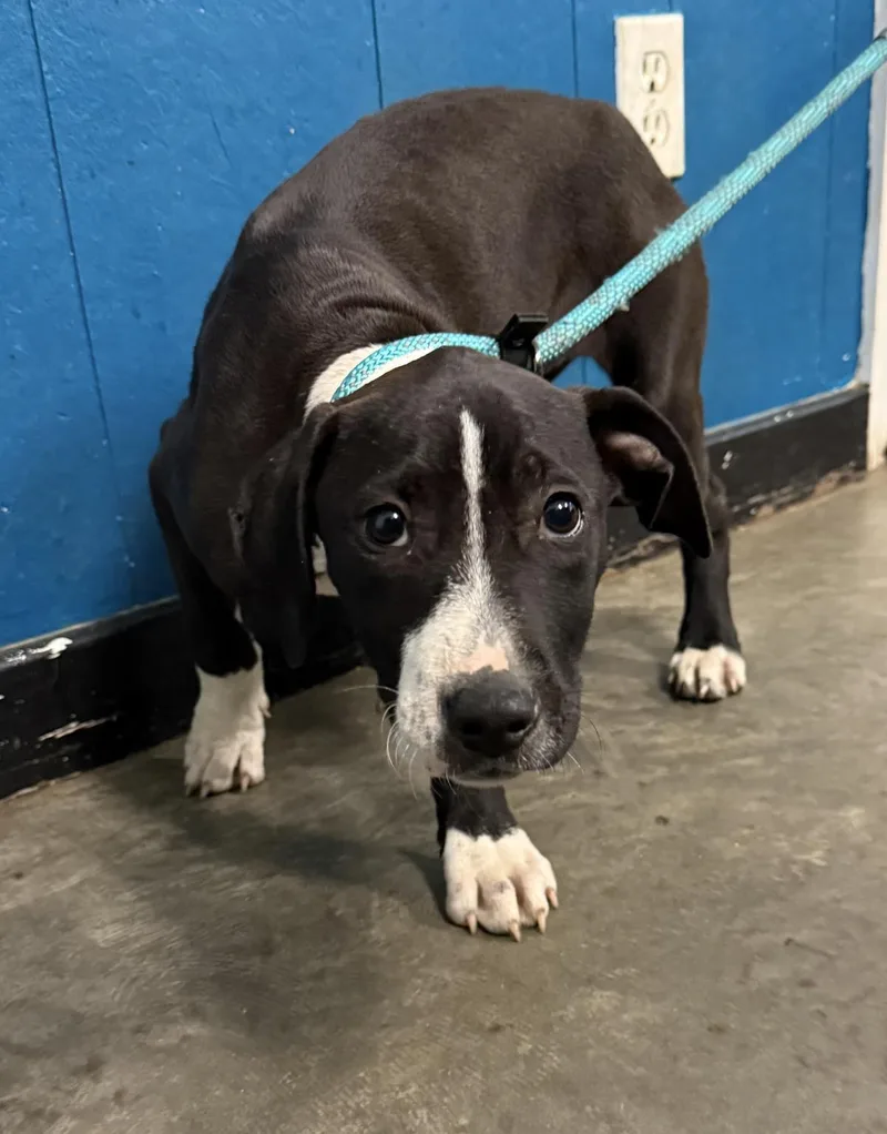 A young medium-sized female Pit Bull Terrier dog named Katona for adoption in Ozark, AL