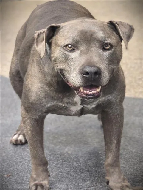 A senior large-sized male Staffordshire Bull Terrier dog named Smokey for adoption in Los Angeles, CA