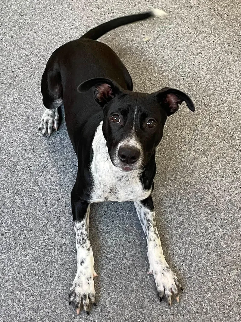 A young medium-sized female Labrador Retriever dog named Kori for adoption in Covington, VA