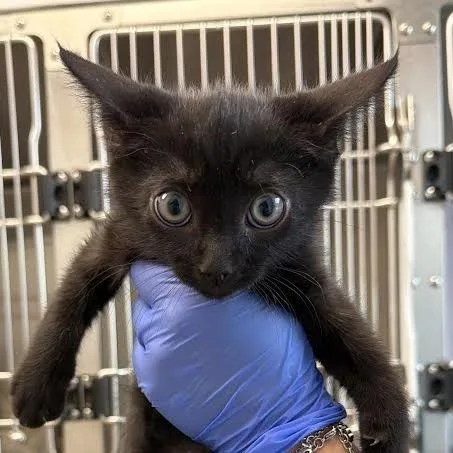 A baby small-sized male Black Domestic Short Hair cat named Hocus for adoption in Marshall, TX