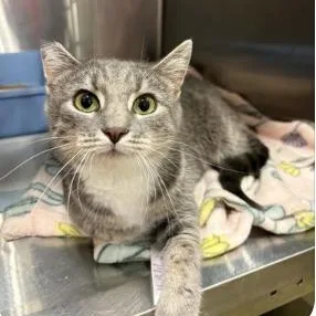 An adult medium-sized female Tabby (Gray / Blue / Silver) Domestic Short Hair cat named Margarita for adoption in LITTLE MOUNTAIN, SC